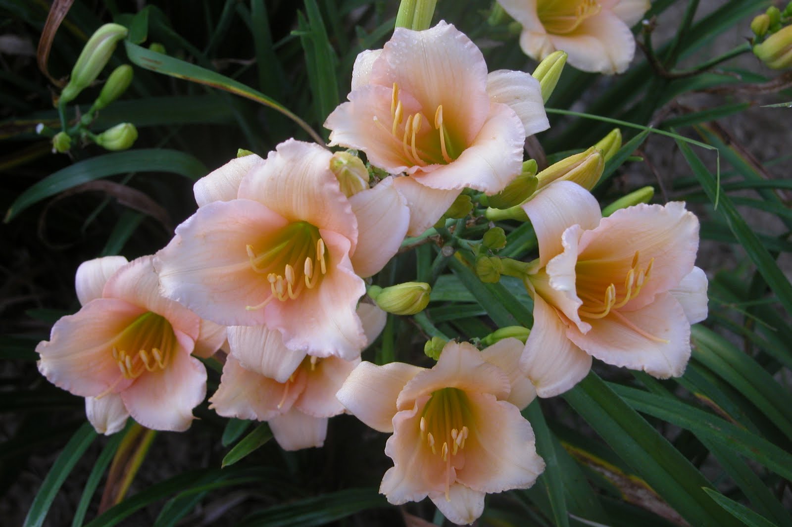 Hemerocallis 'Mini Pearl'